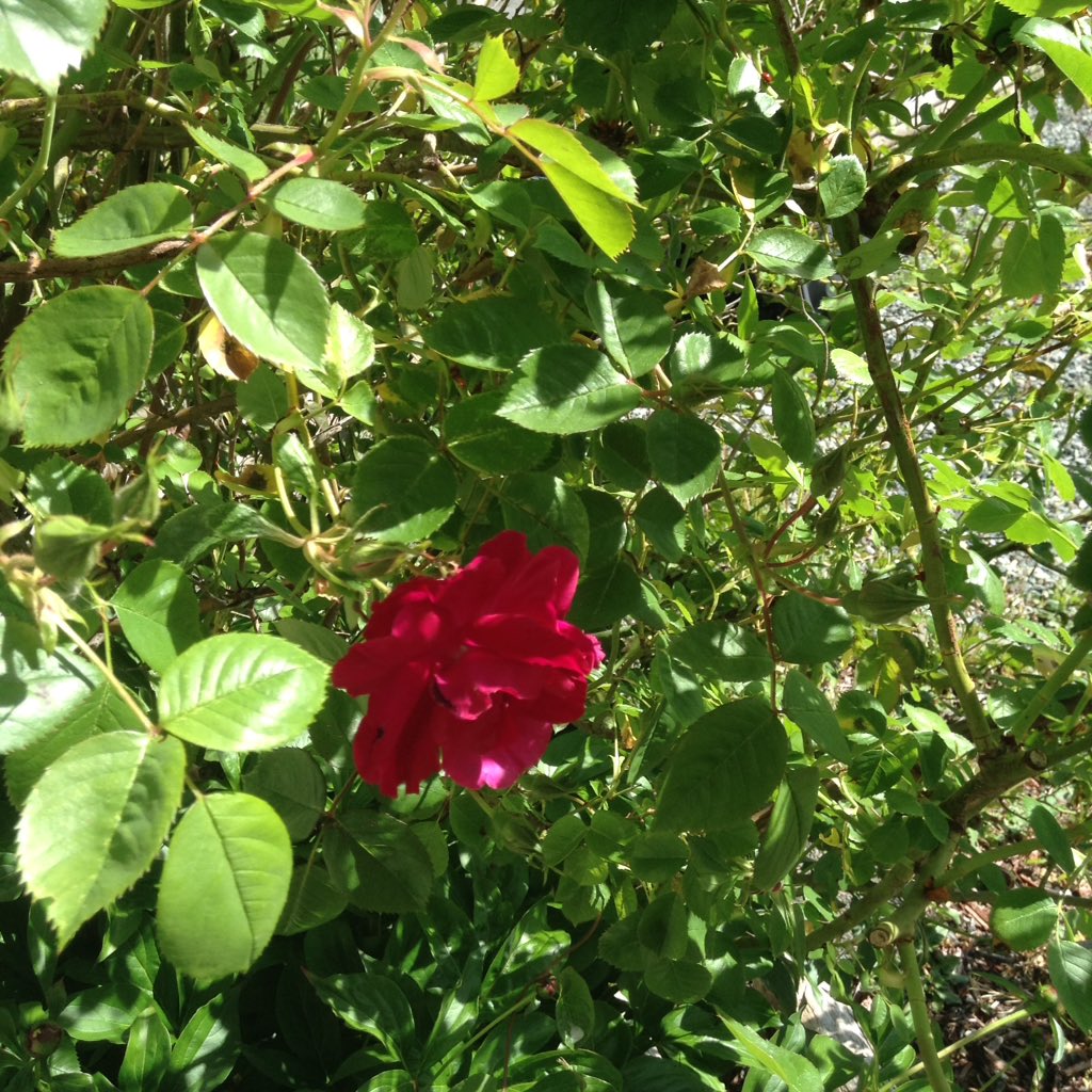 Thank you very much <a href="/georgiamcollins/">Georgia Collins</a> for following Unique.  A flower for you...