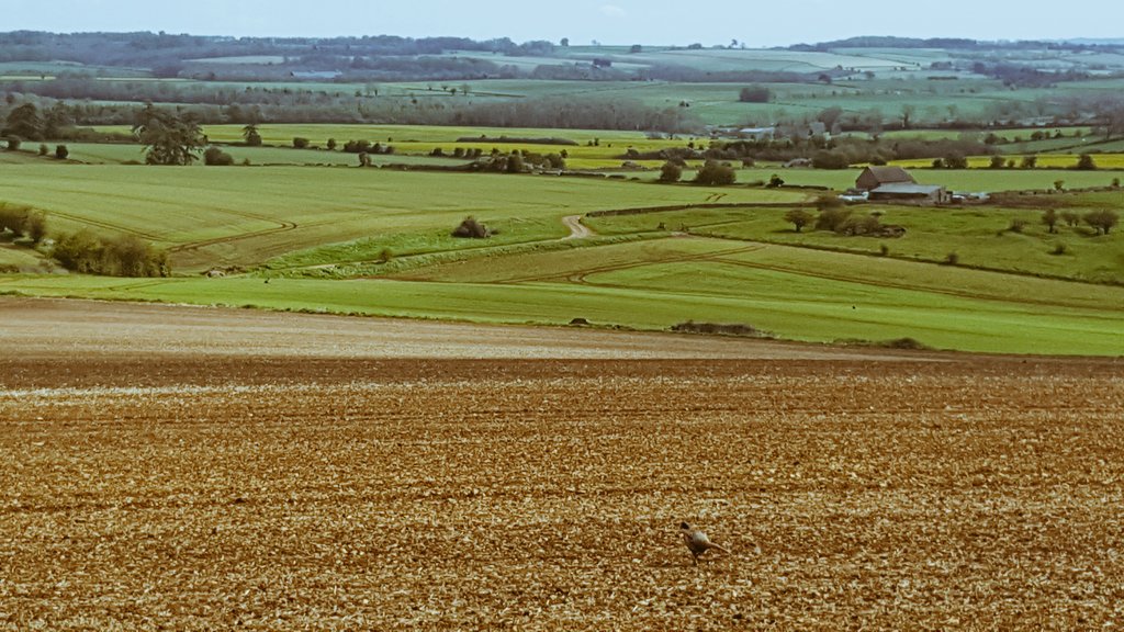 Simply Cotswolds, typical scenes from local area <a href="/CotswoldLords/">Lords of the Manor</a>. A truly beautiful place to visit #cotswolds