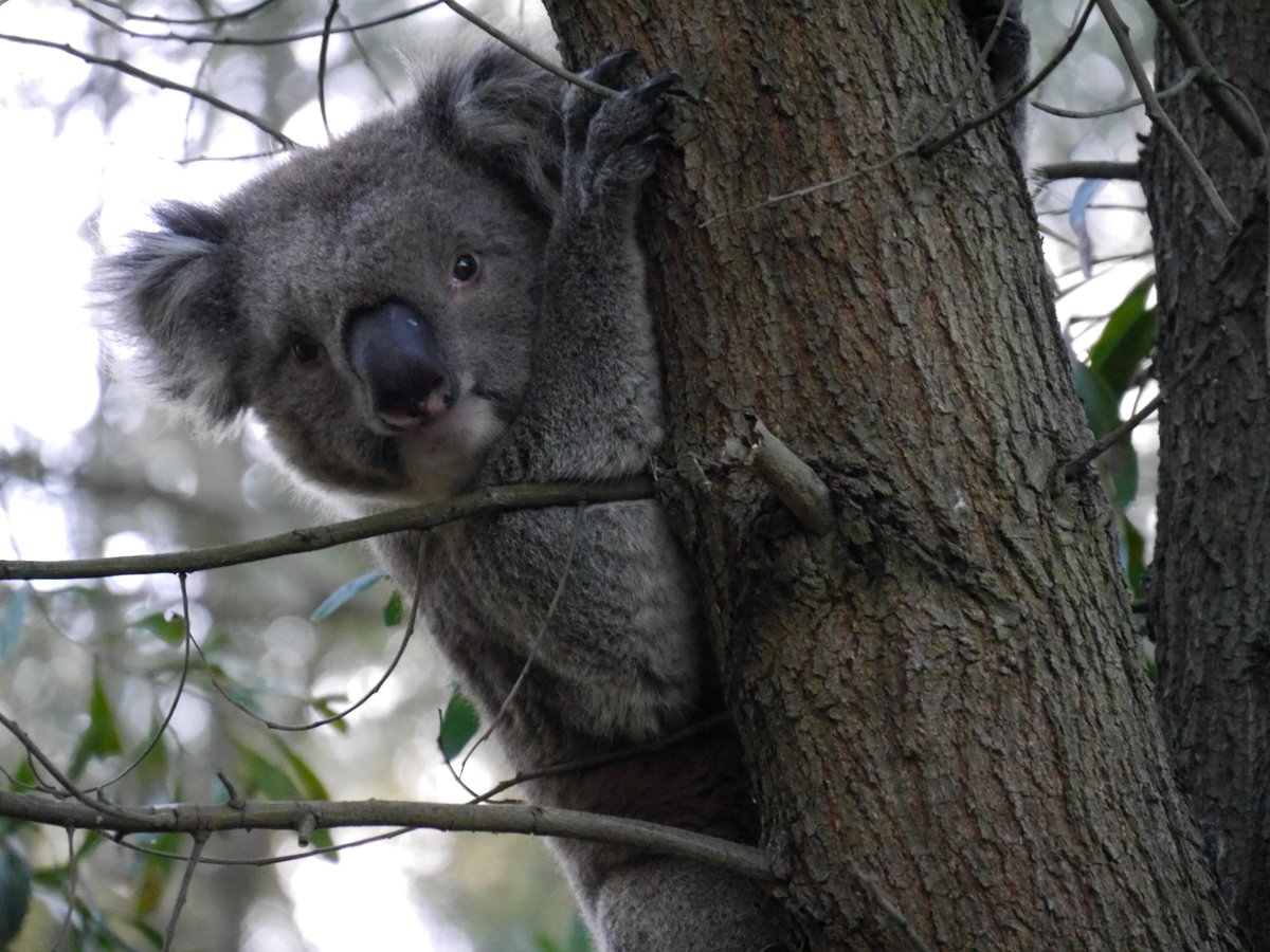 OtwayEscapes's tweet photo. 50% off Otway Valley Views this weekend. We have just seen our first Koala after planting 80.000 trees. All worth it https://t.co/gxqOhO7z92