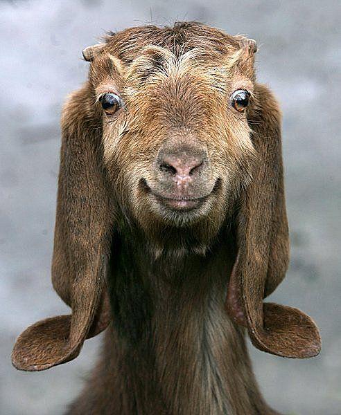 HatFactoryAC's tweet photo. Happy Birthday @ArtsInternMolly Have a Happy Goat :) https://t.co/LmCgQztP9g