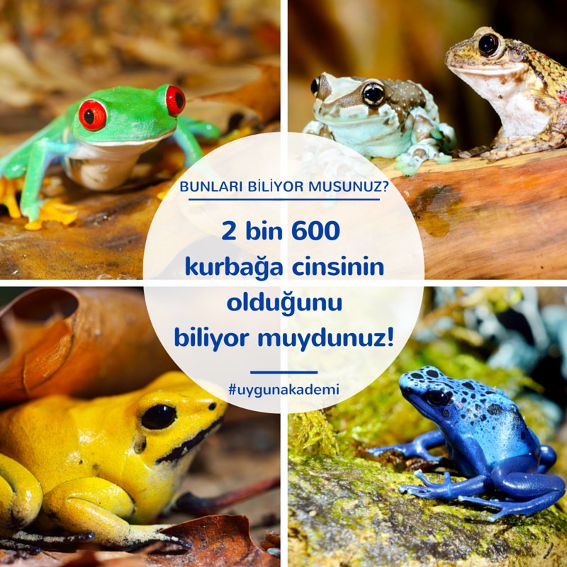 “Vrak! Vıcık!” diye ses çıkaran kurbağanın erkek kurbağalar olduğunu biliyor muydunuz! :)  #hayvanlarıkoruyalım