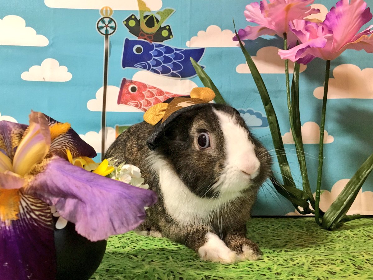 ちひろ tweet media