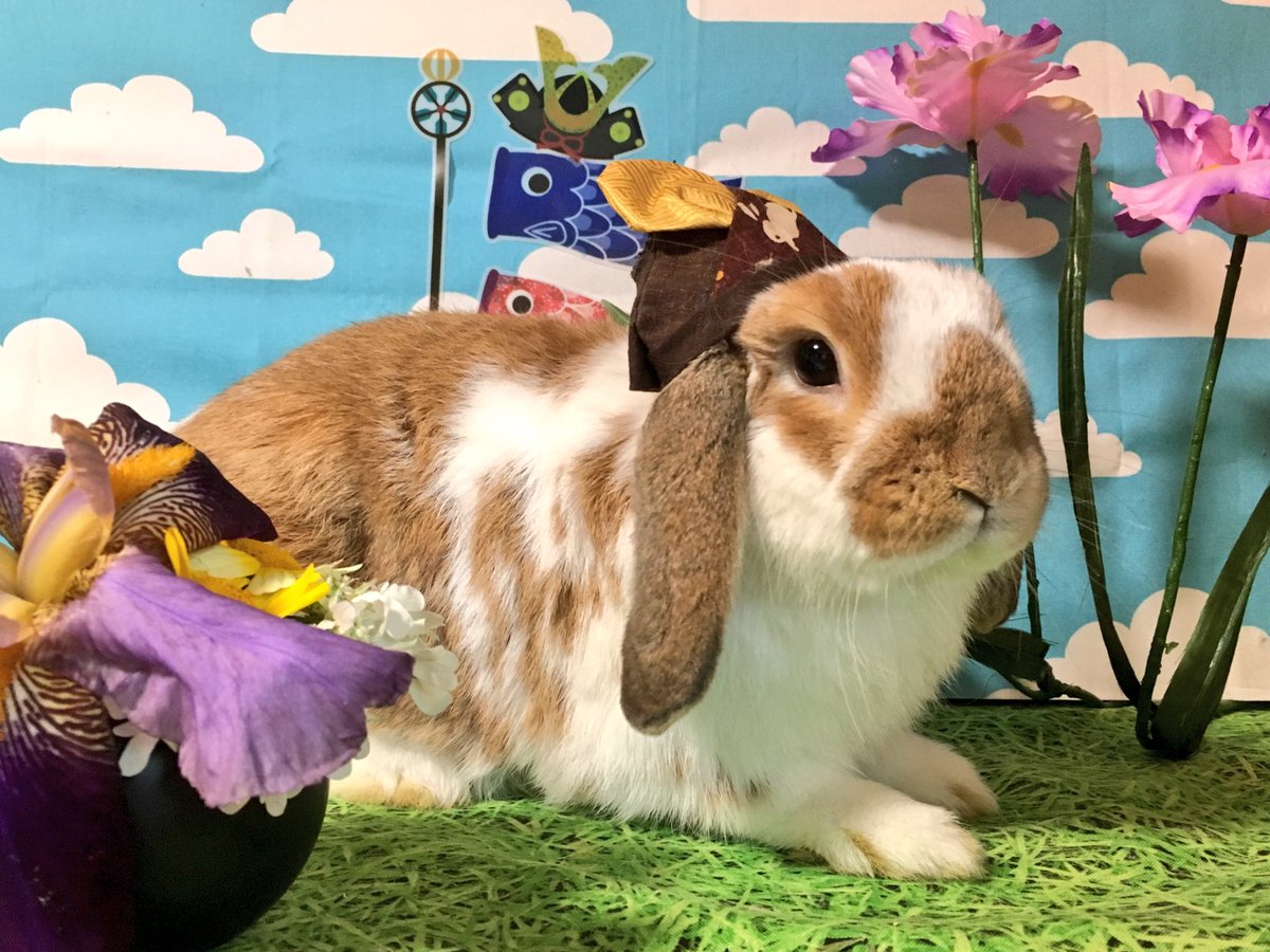 ちひろ tweet media