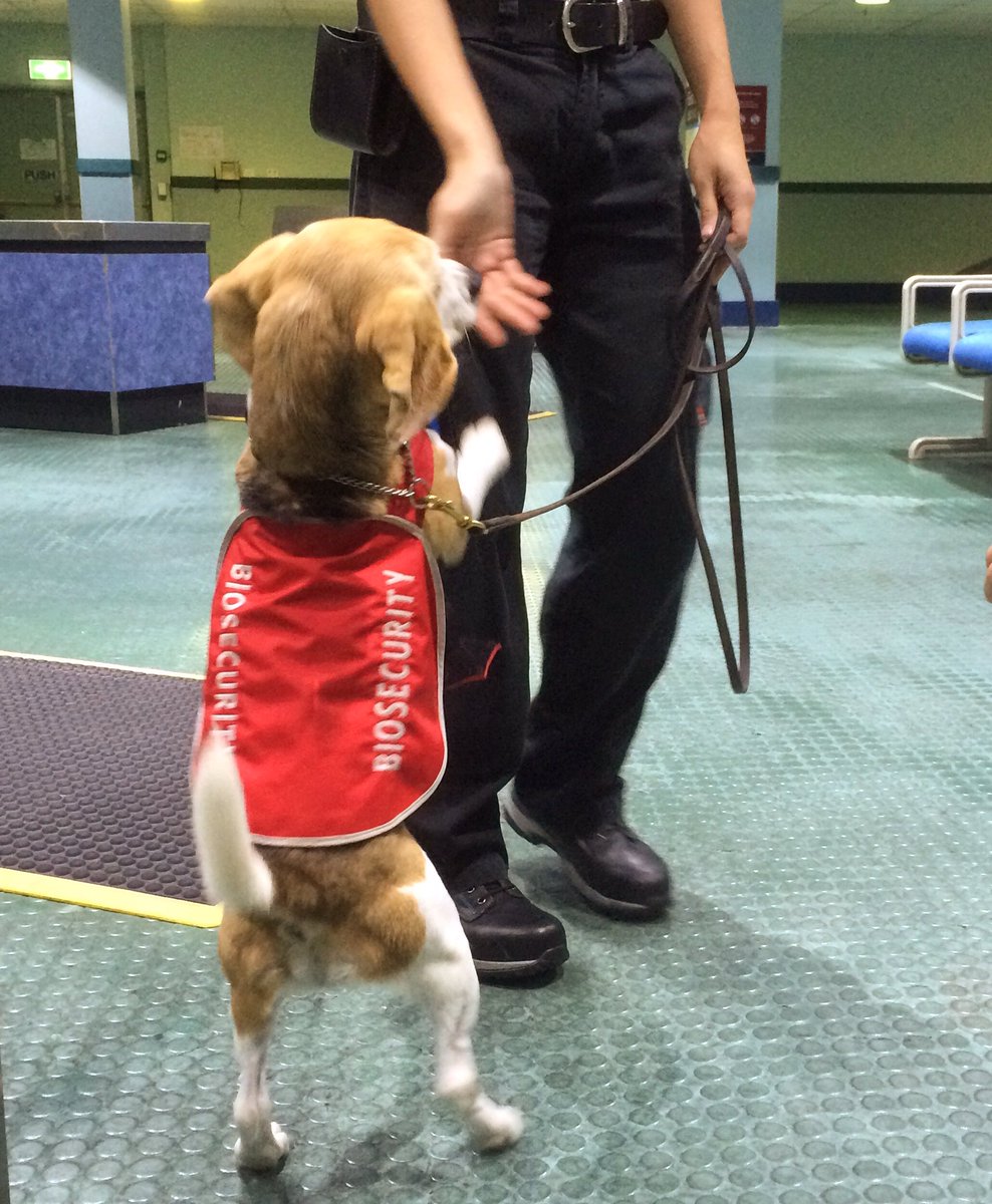 cairns_airport's tweet photo. Hi five for the #cairnsairport paw patrol 🖐🐺 Keeping our country safe. #biosecurity https://t.co/PIRuS2DjnJ