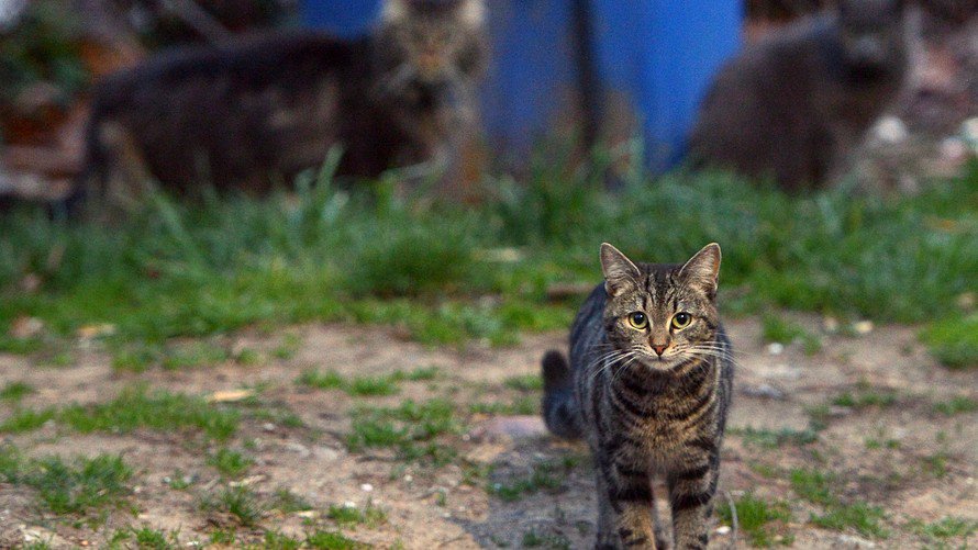 MarketWatch tweet media