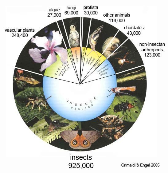 Dear twitter people, please read @healyle fab article about #insects & RT if you would x bioweb.ie/size-isnt-ever…