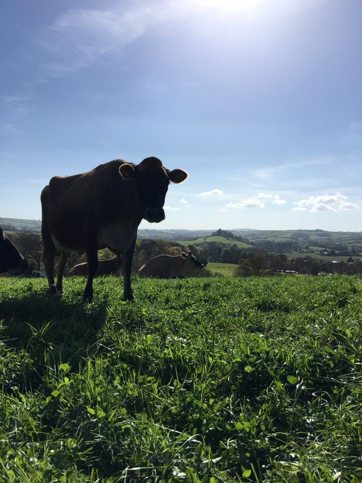 DartingtonTrust's tweet photo. Moo'rning! It's a beautiful day @DartingtonDairy :) https://t.co/1ycbR4Ej82