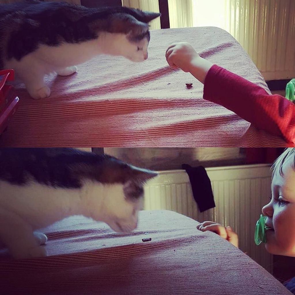 Chatchatcatcat's tweet photo. Having a few treats with my favourite human
❤️❤️
#catsofinstagram #kittiesofinstagram #instacat #igclubcats #igcute… https://t.co/ojAkzW6Fo8