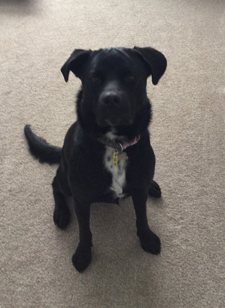 CardiffDogs's tweet image. Former CDH resident Molly is missing from #Trecynon / #Hirwaun! Please RT #CF44 bit.ly/1VKTUSI