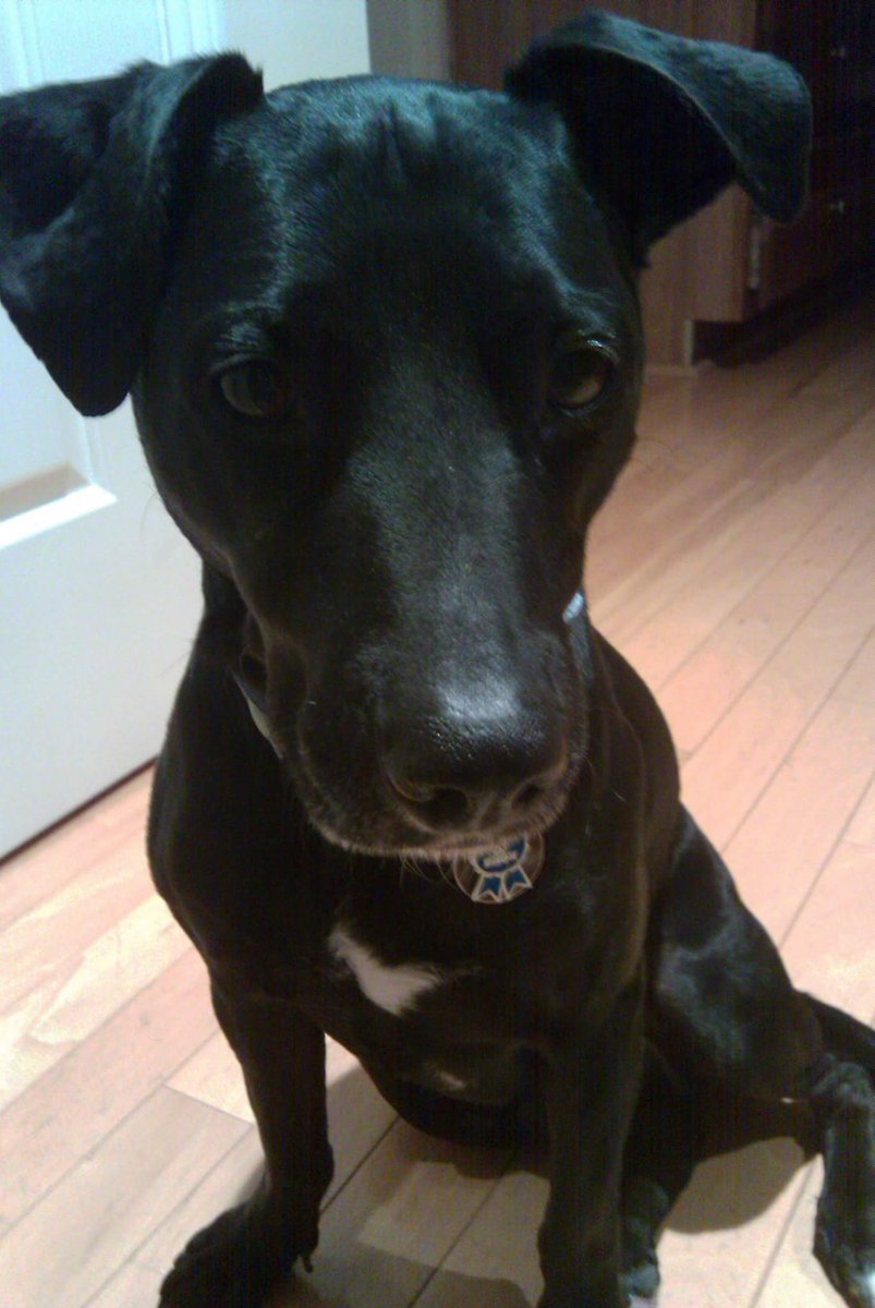Luckydog414's tweet photo. #TBT to when I was #luckyseven and a lil less gray! I like to think I'm still just as handsome;) #dogsoftwitter https://t.co/Iv8q6HklyT