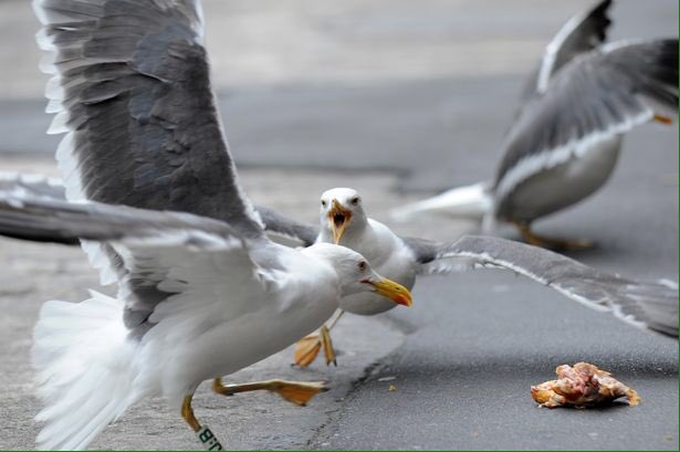 Cedrick_Seagull's tweet photo. Me and the boys out on graft 😎🍗🍗 https://t.co/ZcmVFpvHgt