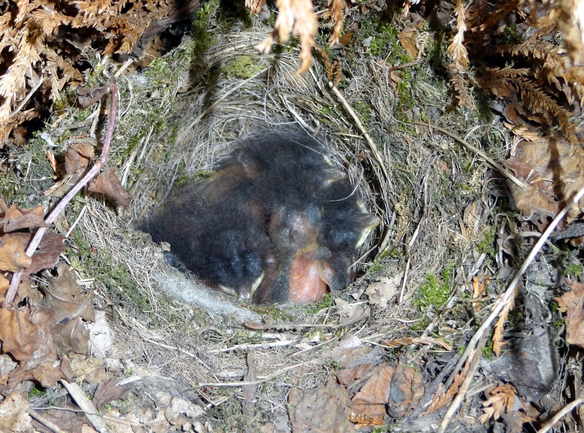 WitchesCraig tweet media