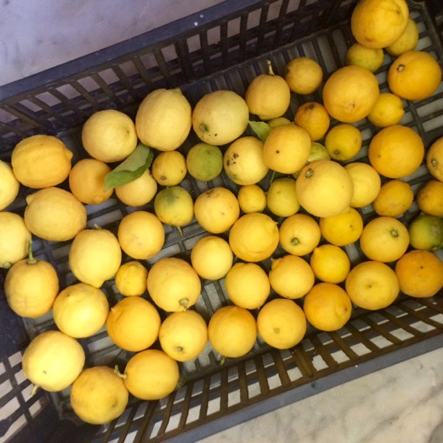 Spannocchia's tweet photo. 60 Lemons harvested and ready to be peeled for limoncello and crema di limoncello! #Spannocchia #Bio #AmmazzaCaffe https://t.co/1HEOvnyG7V