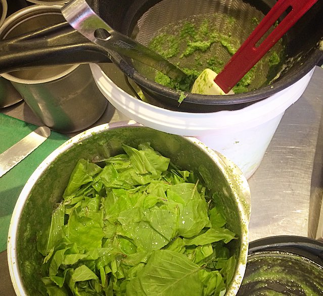 Beech leaf sorbet time...