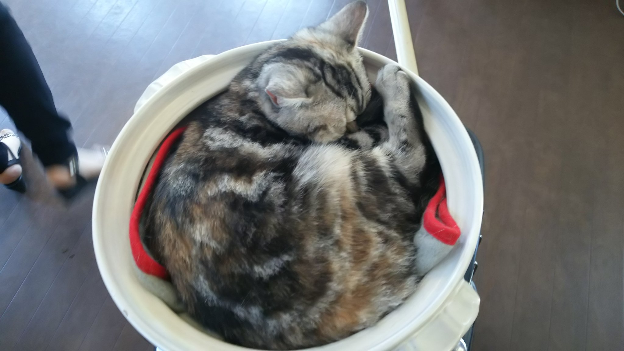 تويتر 葵狂 Ship9 على تويتر 猫鍋可愛い T Co 8juyyej2yv تويتر 葵狂 Ship9 على تويتر 猫鍋可愛い T Co 8juyyej2yv