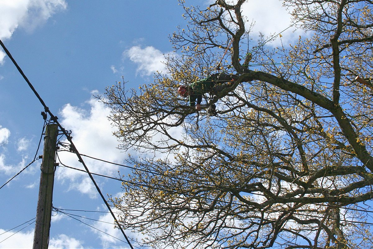 CHTSLtd's tweet photo. This week we have been working on a large roadside Oak reduction in Dibden Purlieu https://t.co/ldkh5XEBPn