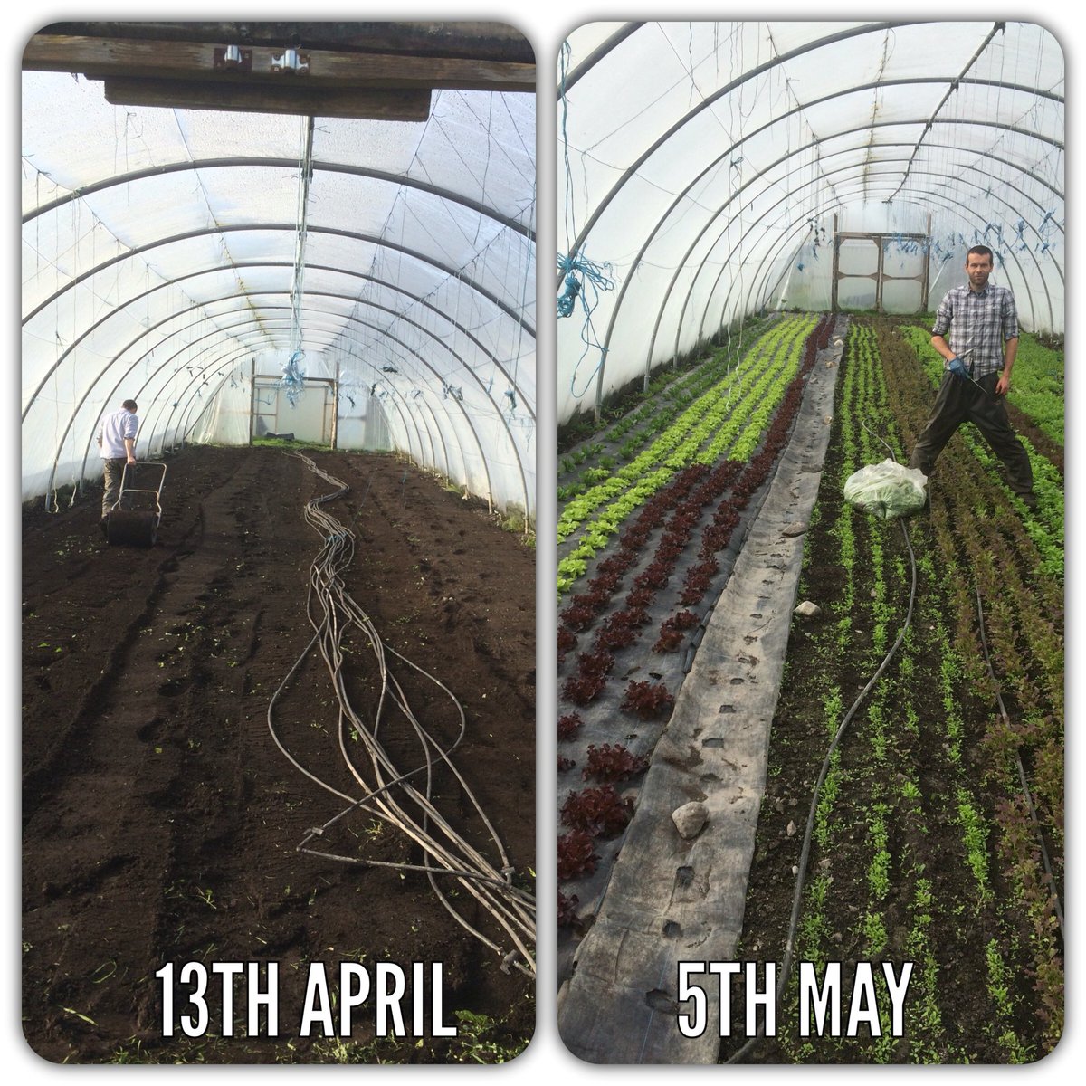 BeechlawnFarm's tweet photo. Our lettuce and mixed leaf salad @EggandChick @OrgGrowersIre @McCambridges38 @cavistons @Bia_Natural  @avocaireland https://t.co/NkoHQMfAe0