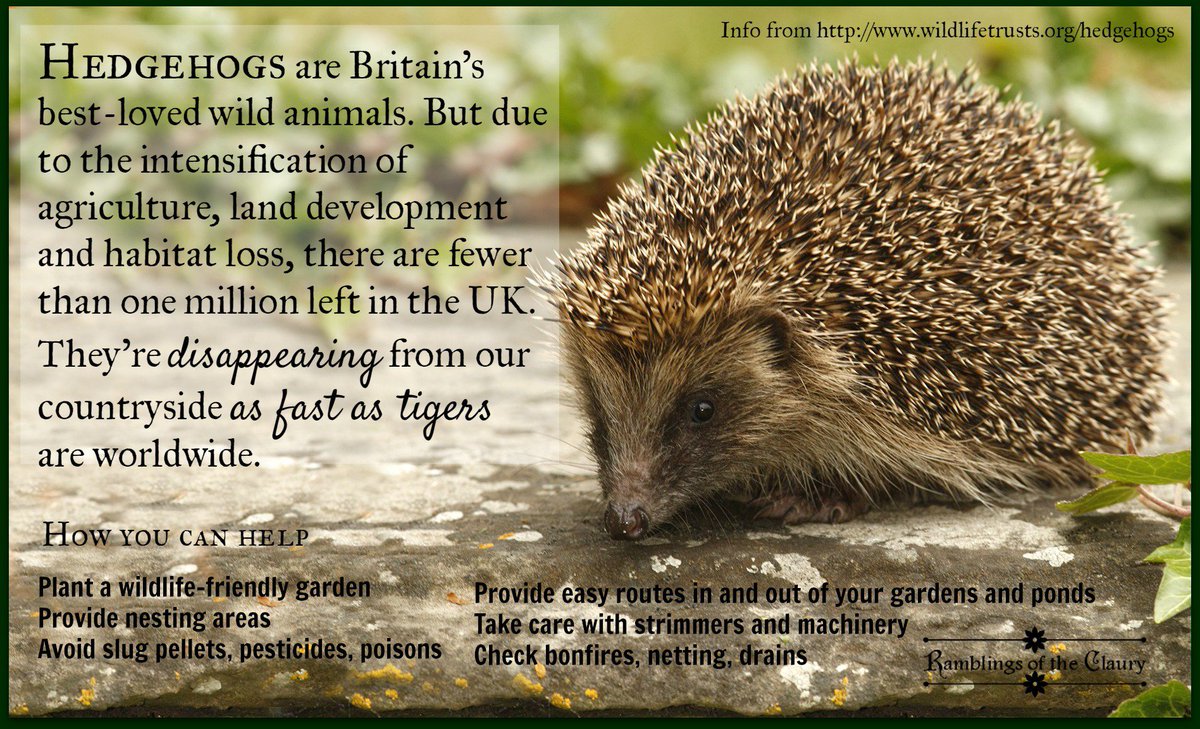 Hedgehogs are one of Britain’s mostloved animals. But, due to the intensification of