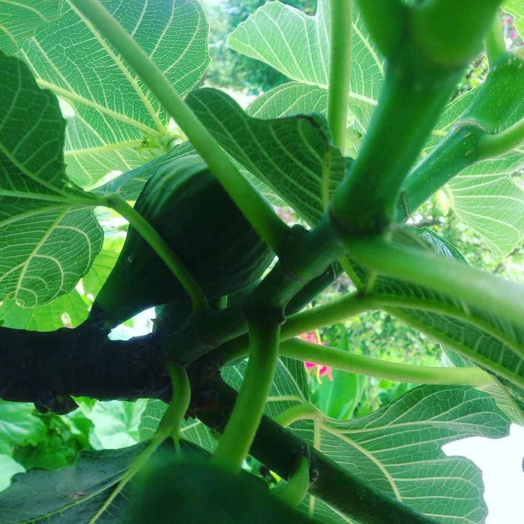 CreativeMorocco's tweet image. Arabic word of the day: karmus.  Soon we&apos;ll enjoy fresh figs in Morocco. #fig #languagelea… ift.tt/21zo23k