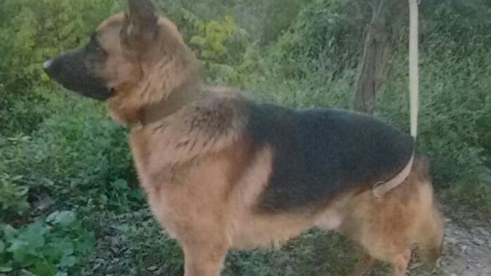 EvaSanMartin__'s tweet photo. #SalvarAGarulo: hoy tendré más información de este amigo perruno en peligro, en exclusiva. ¡Échale una pata! #Garulo https://t.co/3GCjGSG6xR