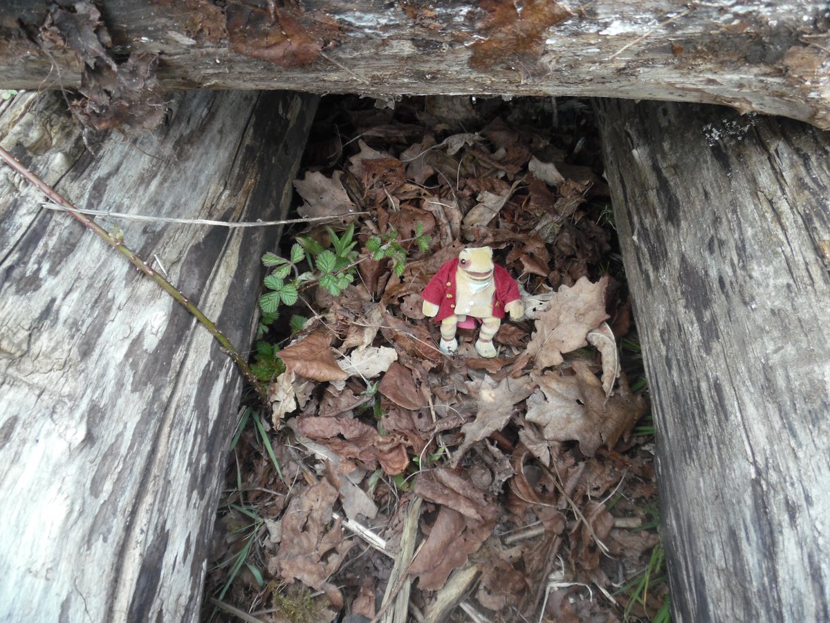 A new log pile has been made for hedgehogs to hide in! #hedgehogweek #GrangeForestSchool