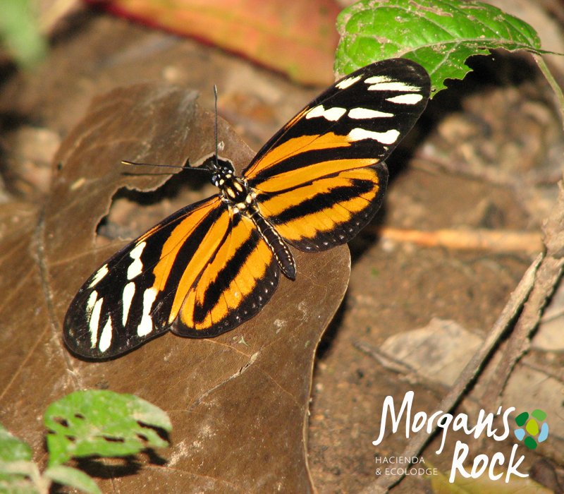 Live life like a butterfly. Take a rest and never forget how to fly.

💻morgansrock.com
