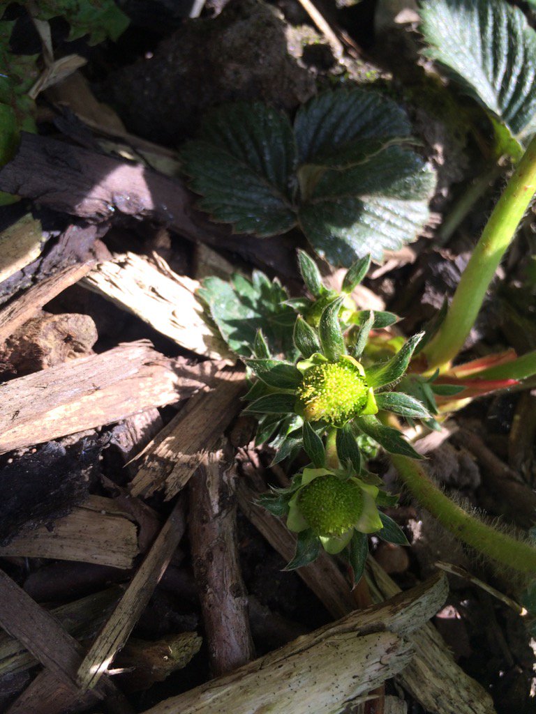 Can you spot strawberry? These ready for picking in few months thx to <a href="/UoMVolunteering/">UoM Volunteering</a> @ThinkSustUoM <a href="/ManCityCouncil/">Manchester City Council</a>