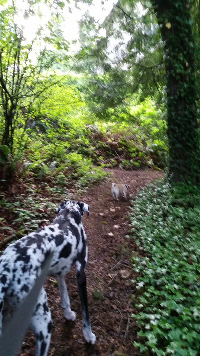 IssaquahMaven's tweet photo. Shaping up to be a beautiful day in @cityofissaquah. But then again, isn't every day? ;) #trailheadcity https://t.co/xJPrp6lcPb