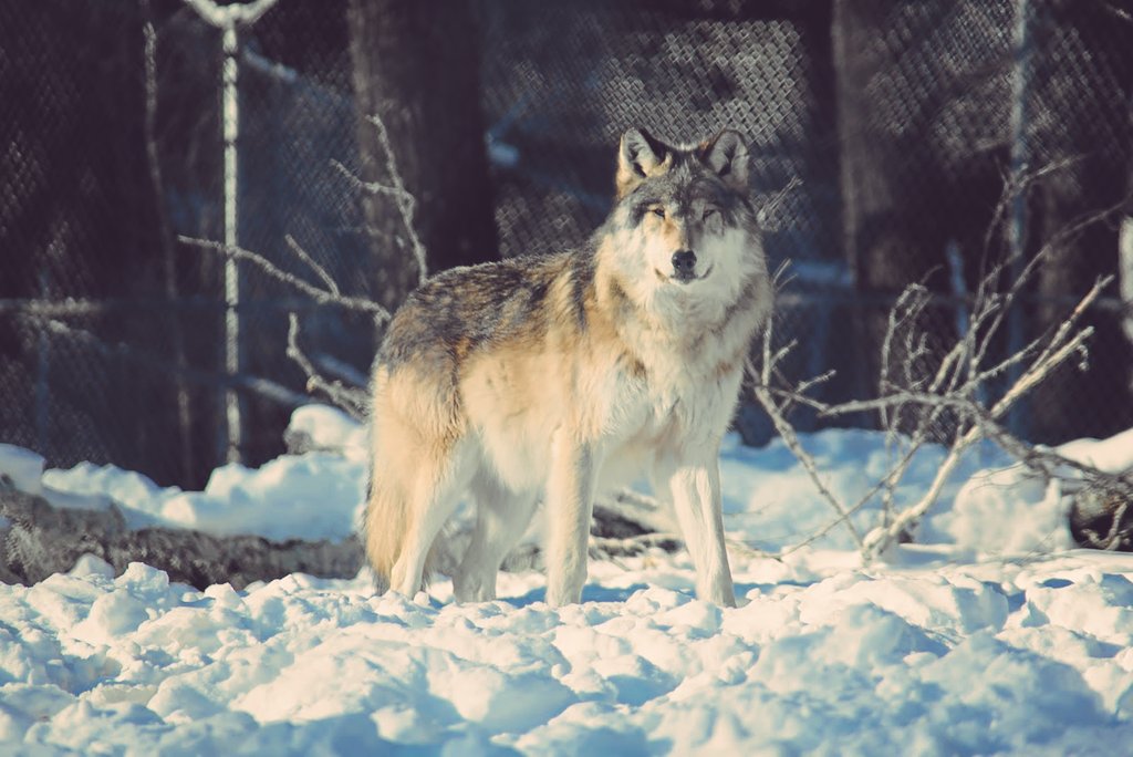 Foxmonger's tweet image. Some folks lead a simple life. Work. Eat. Shit. Sleep..Me? Heh. Well...Guess you might say I'm a bit envious of 'em.