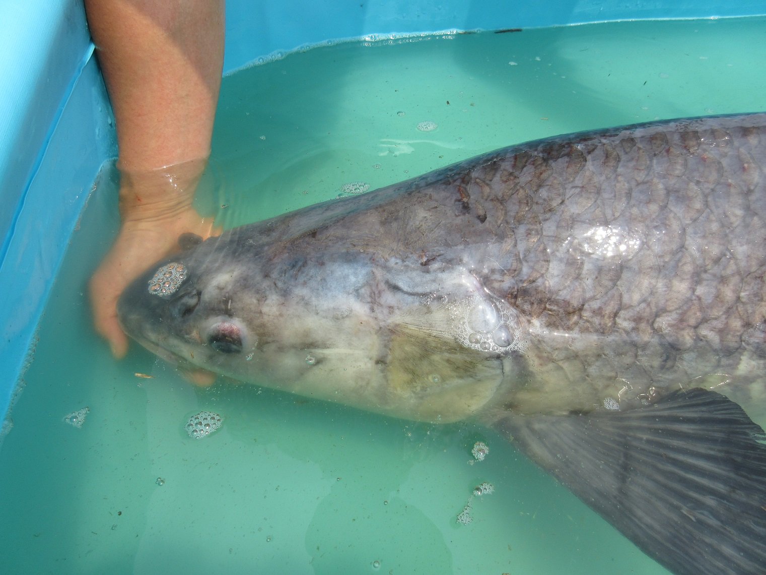 Higekaheru 5 2 3 4茨城県某河川にてアオウオ 大鯉釣り 合宿を行いました 天候には恵まれませんでしたが 気の合う仲間と長時間釣りが出来たことは何より楽しかったです そして悪天候ゆえか釣果はとても良かった アオウオ134 でちゃいました