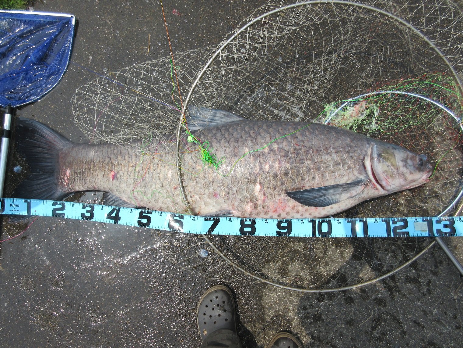 Higekaheru 5 2 3 4茨城県某河川にてアオウオ 大鯉釣り 合宿を行いました 天候には恵まれませんでしたが 気の合う仲間と長時間釣りが出来たことは何より楽しかったです そして悪天候ゆえか釣果はとても良かった アオウオ134 でちゃいました