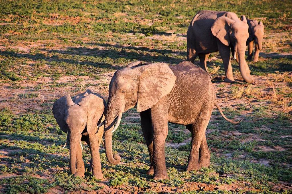 These lovely elephants were roaming on the plain os South Luangwa National Park in Zambia. The sun had already star…
