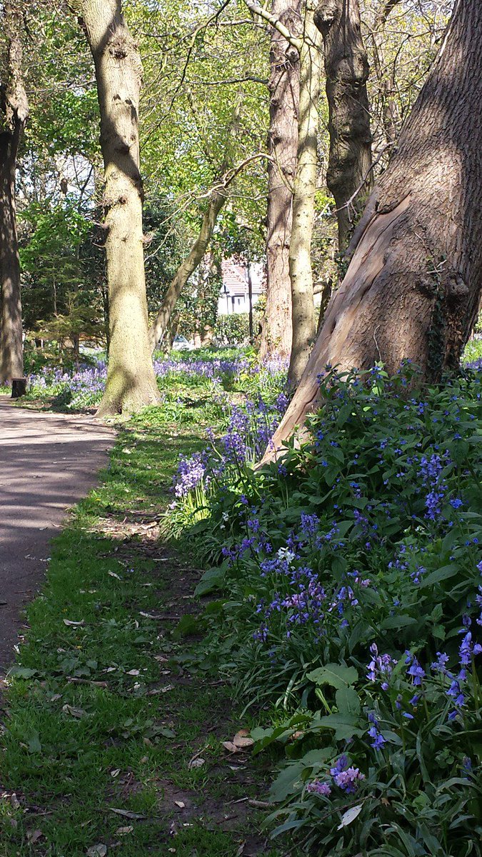 Beautiful Sunny Woodlands Walk covered in Bluebells in Bournemouth this morning #BeefayreBluebellCompetition