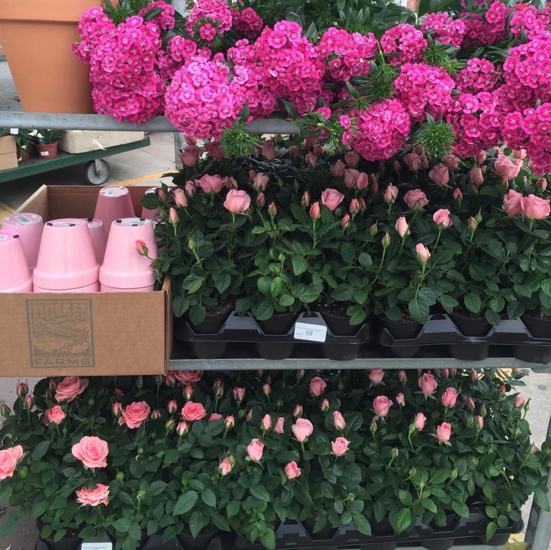 There’s still time to place an arrangement order for Mother’s Day. Call us at the shop today at 415.668.9624.