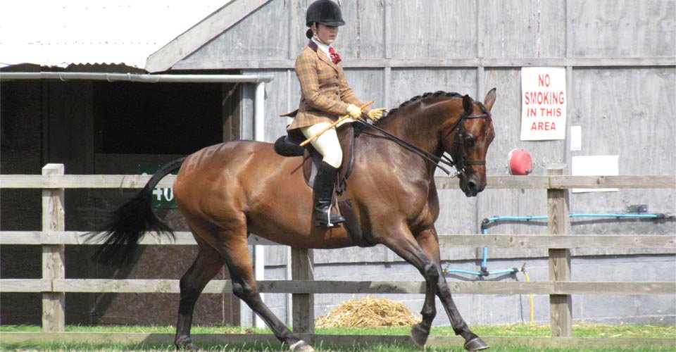 “Home-bred” pony and rider qualify for the Royal International
derbyhouse.co.uk/post/homebred-…