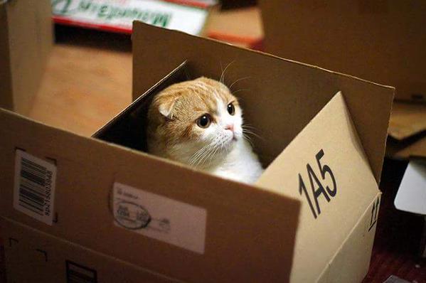 AnimalJungle's tweet photo. Waffles the cat. . https://t.co/7nvKilWycm