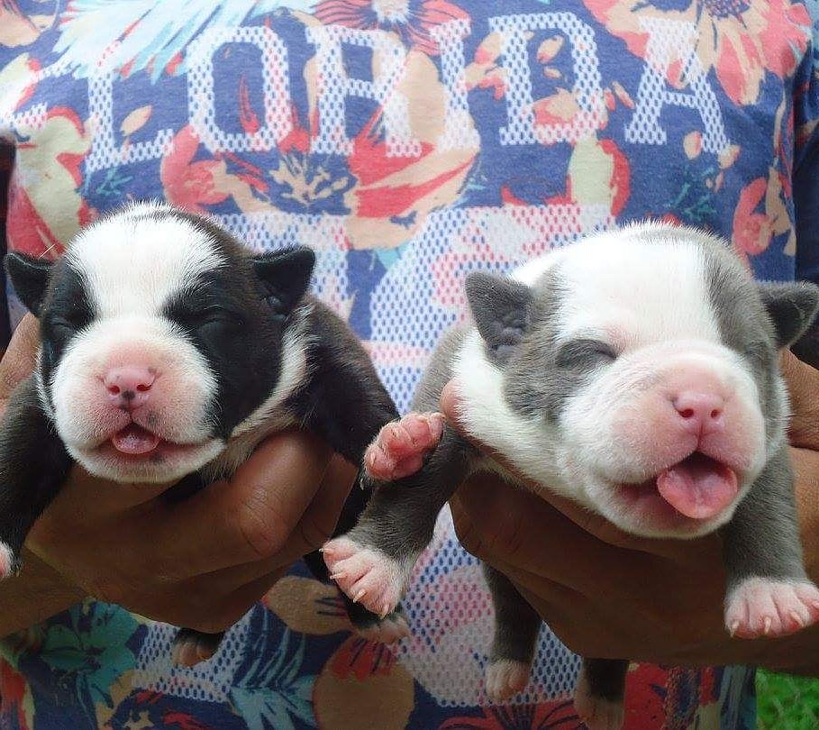EcodeBulliez's tweet image. @DeSeanJackson11Baby Bulliez have arrived, PR.UKC.reg.100% gotti. follow me to get your new bully