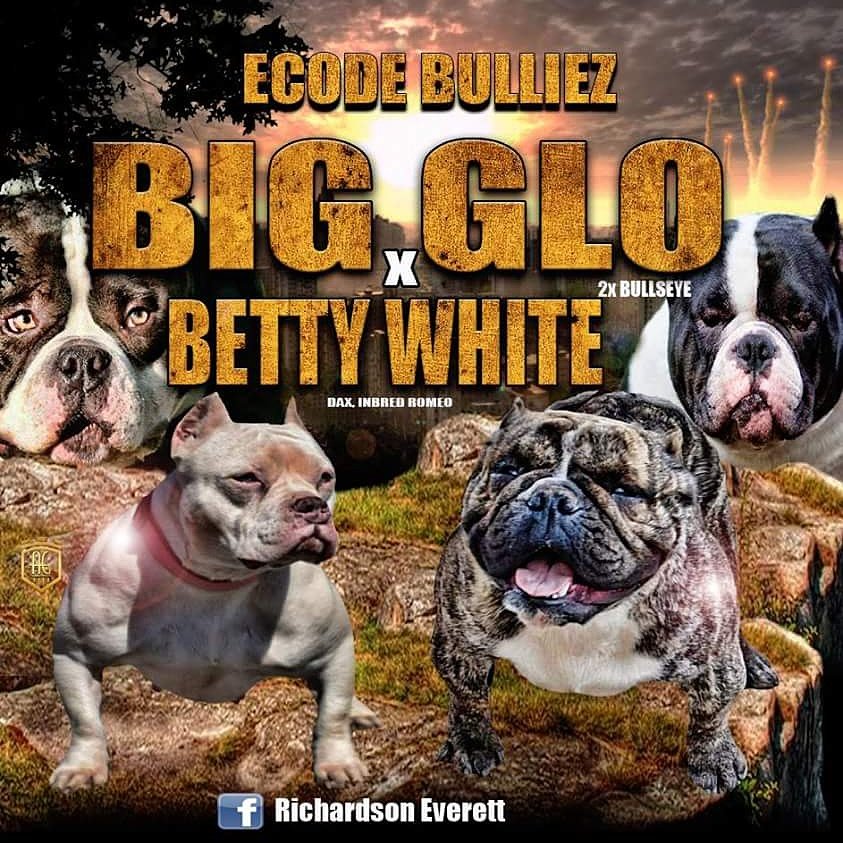 EcodeBulliez's tweet image. @DeSeanJackson11Baby Bulliez have arrived, PR.UKC.reg.100% gotti. follow me to get your new bully