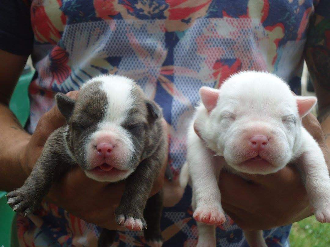 EcodeBulliez's tweet image. @JeremyShockeyBaby Bulliez have arrived, PR.UKC.reg. follow me to get your new bully