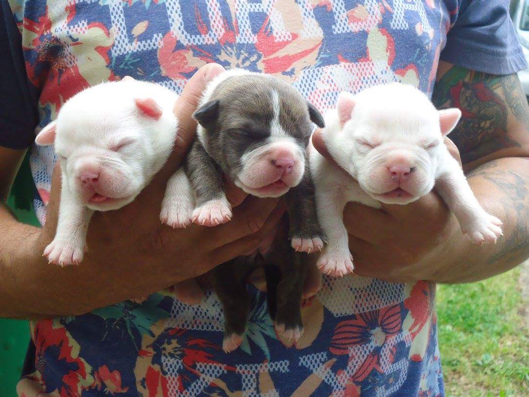 EcodeBulliez's tweet image. @kelvinbenjaminBaby Bulliez have arrived, PR.UKC.REG. follow me to get your new bully!!!!!