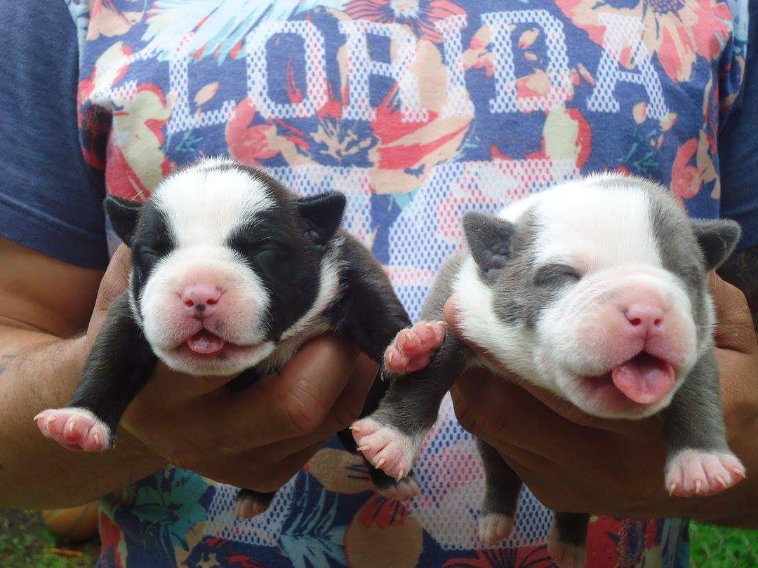 EcodeBulliez's tweet image. @FemaleAgentSRBaby Bulliez have arrived, PR.UKC.reg. follow me to get your new bully!!!!