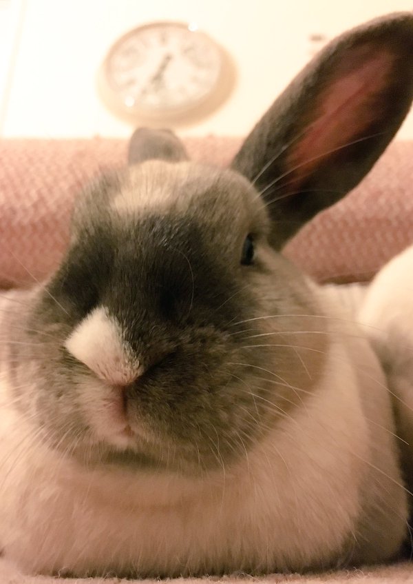 Bunnyside_up's tweet photo. Nut doesn't know da meaning of da word "no" and bossiness comes as naturally as breathing to her. *chuckles* Coco🐾 https://t.co/2QhWChG3T5