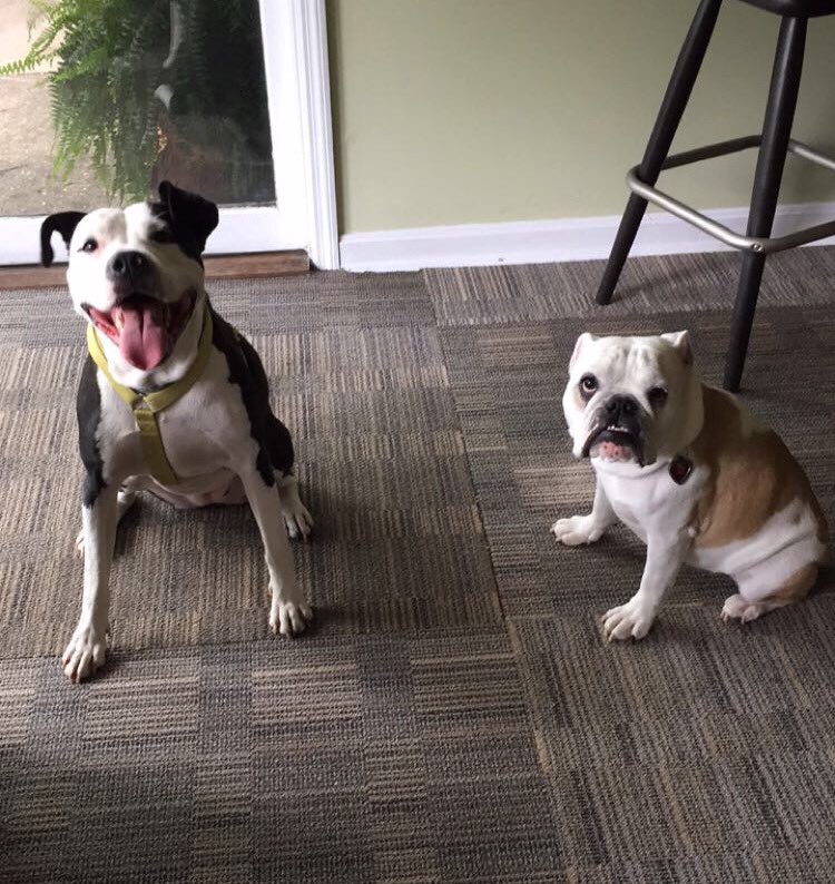 roselavelle's tweet photo. Happy 4th bday to my cuzin Finny!!!!! #smallankles #logbody #celebrategoodtimes #finneganpalooza https://t.co/jGg8D8WR6r