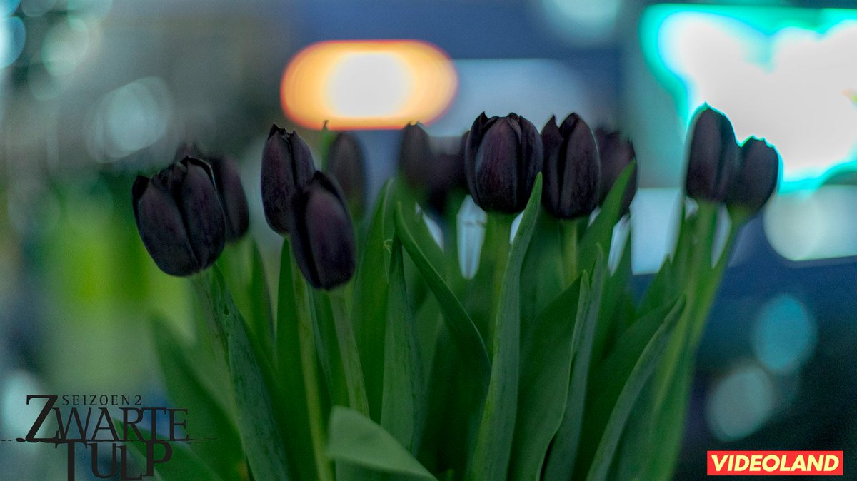Nieuwsgierig naar de #Bingewatchparty van #ZwarteTulp? De foto's staan inmiddels online! filmp.je/1Tuvjf4