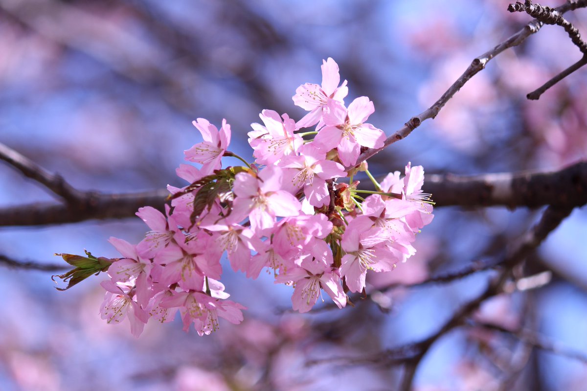 haruki_seto's tweet photo. 帯広 緑が丘公園にて

#ファインダー越しの私の世界 
#桜 https://t.co/Sad8oegOdb