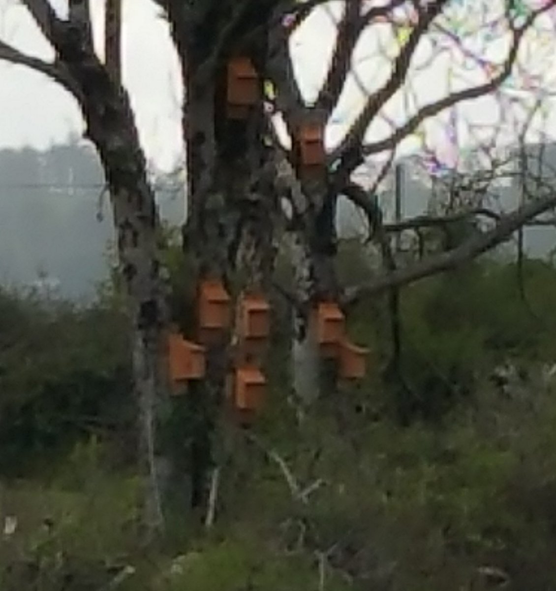 martin crowe🐄 tweet media