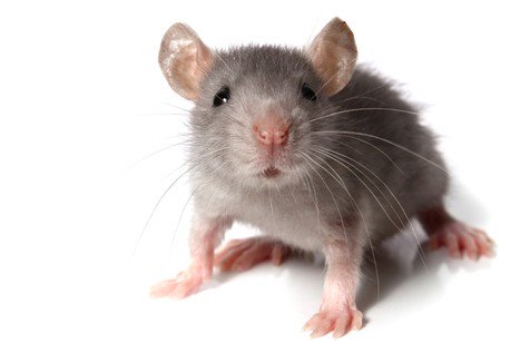 RNASeqBlog's tweet photo. Improved definition of the #mousetranscriptome via #targetedRNAsequencing - https://t.co/YNpLkfEiqX @EMBLorg https://t.co/J8RjCaAIop