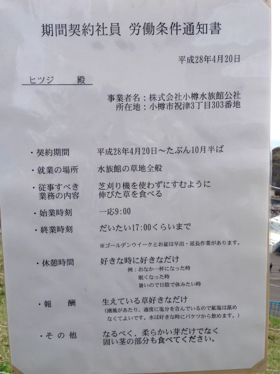 ヒツジさん、期間雇用社員であることが発覚www