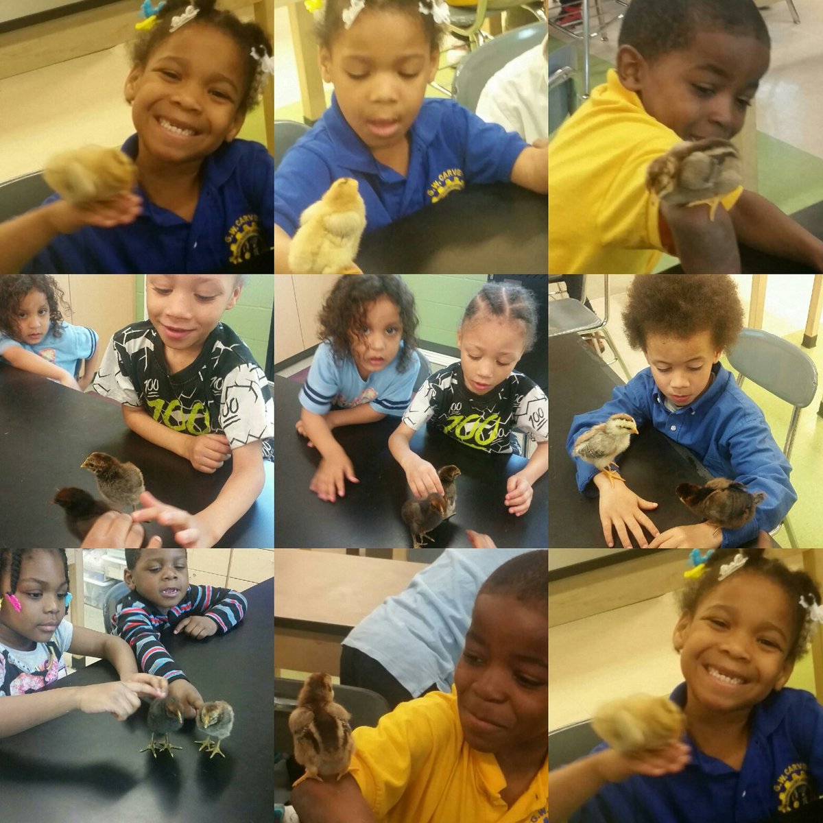 GWCarverCLE's tweet photo. Tweet tweet! Carver "babies" in K and Pre-K playing with our baby chicks! #STEM #CMSD #Investment2 https://t.co/kUq4A37bSx