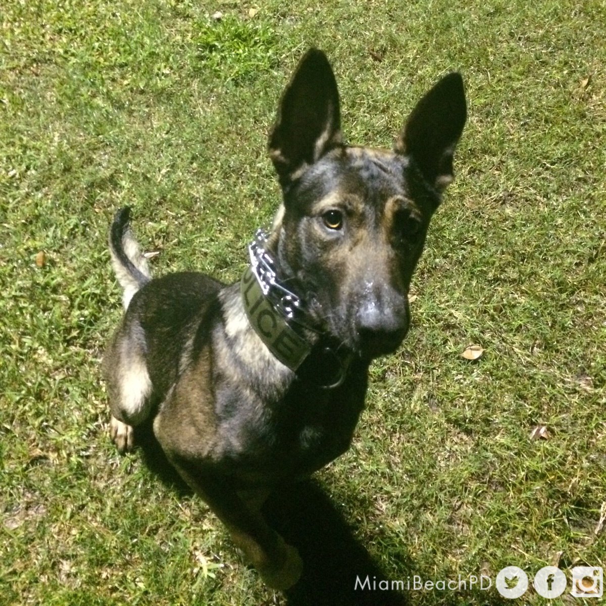 . @MiamiBeachPD searching for missing #K9 in training. bit.ly/1Xah9W0 https://t.co/agi5qhst9a